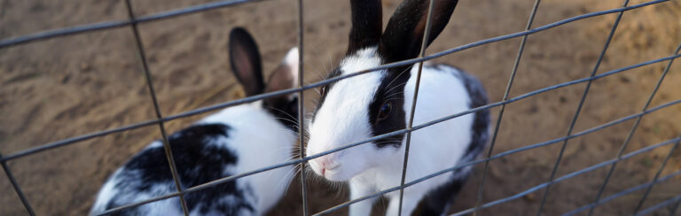 Grillage lapin